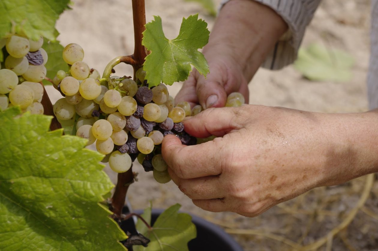 Aszu grape picking, 13th Sept