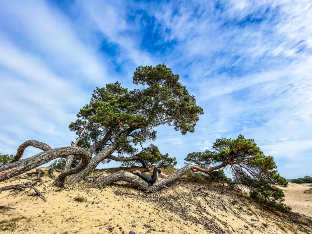 Vrouw ligend in horizontale dennenboom in duingebied