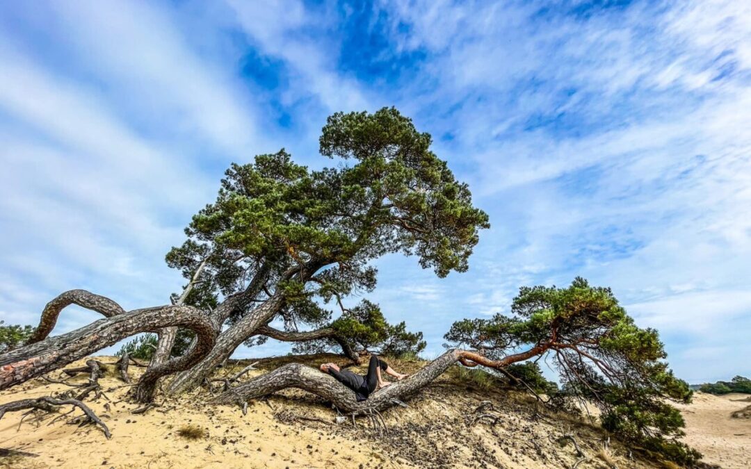 De Veluwe , kamperen bij Staatsbosbeheer .