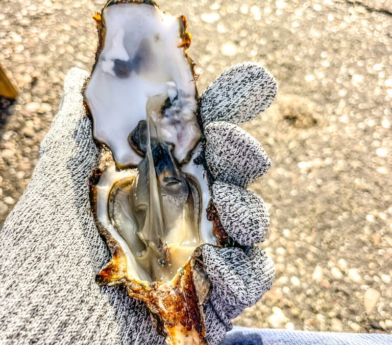 Oesters steken in Zeeland .