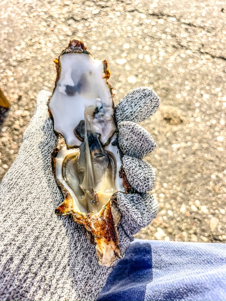 hand met een net geopende oester erin